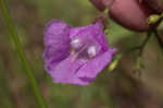 San Antonio false foxglove